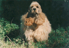 Photo du Cocker Am&eacute;ricain