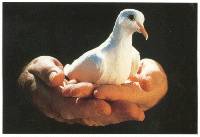 Colombe