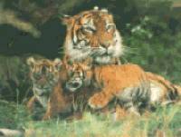 Tigre de Sib&eacute;rie